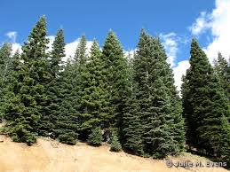 Attēlu rezultāti vaicājumam “Abies concolor”