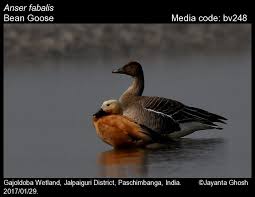 Image result for Anser fabalis