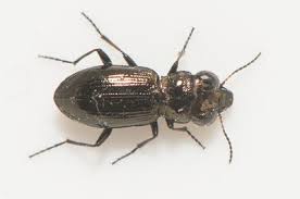 Attēlu rezultāti vaicājumam “Asaphidion pallipes”