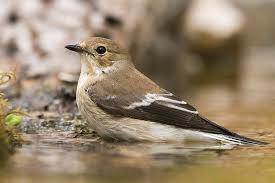 Attēlu rezultāti vaicājumam “Ficedula hypoleuca”