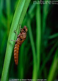 Attēlu rezultāti vaicājumam “Brachytron pratense”