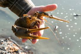 Attēlu rezultāti vaicājumam “Astacus leptodactylus”