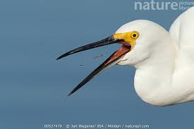 Image result for Egretta thula