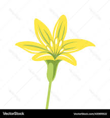 Attēlu rezultāti vaicājumam “Gagea lutea flower”