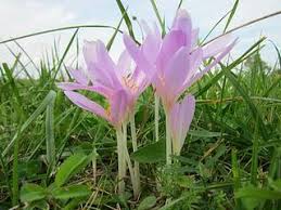 Attēlu rezultāti vaicājumam “Colchicum luteum”