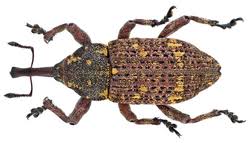 Attēlu rezultāti vaicājumam “Curculionidae”