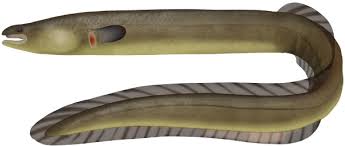 Image result for Anguilla anguilla