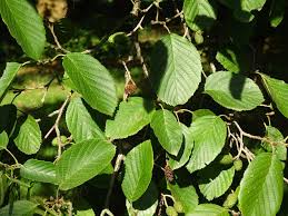 Attēlu rezultāti vaicājumam “Alnus incana leaf”