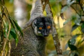 lemur ile ilgili görsel sonucu