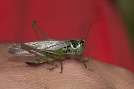 Attēlu rezultāti vaicājumam “Metrioptera roeselii”