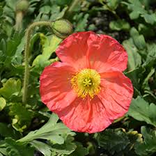 Image result for Papaver nudicaule