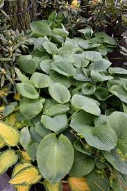 Image result for Hosta sieboldiana 'Elegans'