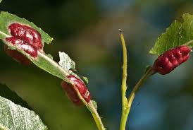 Attēlu rezultāti vaicājumam “Pontania proxima”