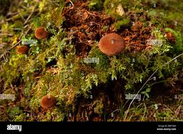 Attēlu rezultāti vaicājumam “Clavulinopsis cinerioides”