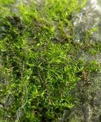 Attēlu rezultāti vaicājumam “Hygroamblystegium tenax”