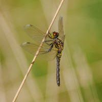 Attēlu rezultāti vaicājumam “Leucorrhinia albifrons”