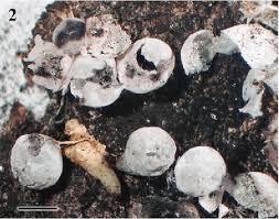 Attēlu rezultāti vaicājumam “Badhamia capsulifera macro”