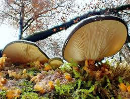 Attēlu rezultāti vaicājumam “Panellus serotinus”