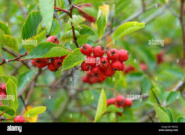 Attēlu rezultāti vaicājumam “Crataegus persimilis fruit”