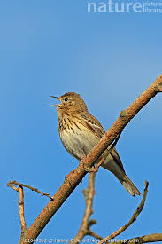 Attēlu rezultāti vaicājumam “Anthus trivialis”