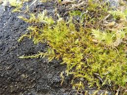 Attēlu rezultāti vaicājumam “Campylophyllum calcareum”