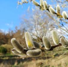Attēlu rezultāti vaicājumam “Salix daphnoides subsp. acutifolia bud”