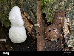 Attēlu rezultāti vaicājumam “Enteridium variabile spores”