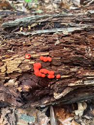 Attēlu rezultāti vaicājumam “Symphytocarpus flaccidus young”