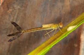 Attēlu rezultāti vaicājumam “Lestes sponsa”