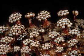 Attēlu rezultāti vaicājumam “Metatrichia sp.”