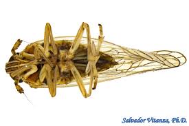 Attēlu rezultāti vaicājumam “Delphacidae”