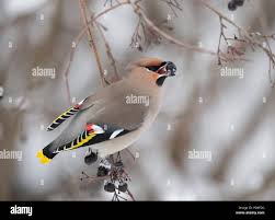 Attēlu rezultāti vaicājumam “Bombycilla garrulus”