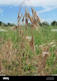 Attēlu rezultāti vaicājumam “Anisantha tectorum fruit”