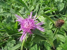 Attēlu rezultāti vaicājumam “Centaurea phrygia bud”