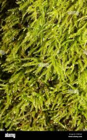 Attēlu rezultāti vaicājumam “Brachytheciastrum velutinum”