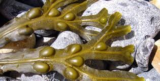 Attēlu rezultāti vaicājumam “Fucus vesiculosus”