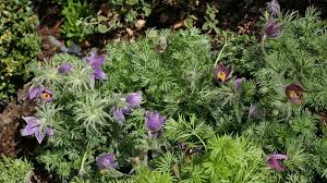 Attēlu rezultāti vaicājumam “Pulsatilla vulgaris”