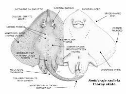 Image result for Amblyraja radiata