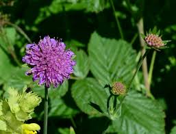 Image result for Knautia dipsacifolia