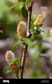 Attēlu rezultāti vaicājumam “Salix myrsinifolia male flower”