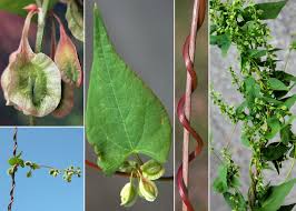 Attēlu rezultāti vaicājumam “Fallopia dumetorum”