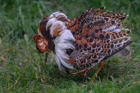 Attēlu rezultāti vaicājumam “Philomachus pugnax adult”