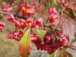 Attēlu rezultāti vaicājumam “Euonymus europaeus bud”