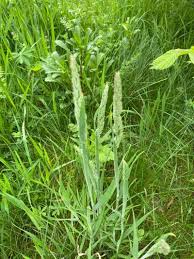 Attēlu rezultāti vaicājumam “Holcus lanatus”