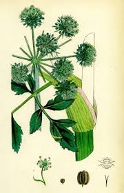 Attēlu rezultāti vaicājumam “Angelica archangelica”