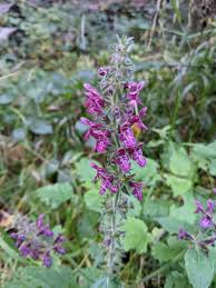 Attēlu rezultāti vaicājumam “Stachys sylvatica flower”