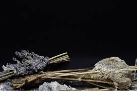 Attēlu rezultāti vaicājumam “Didymium spongiosum”