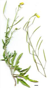 Attēlu rezultāti vaicājumam “Diplotaxis tenuifolia leaf”