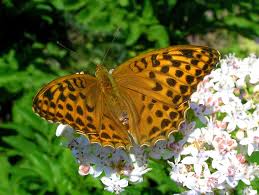 Attēlu rezultāti vaicājumam “Argynnis paphia larva”