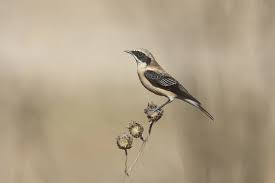 Image result for Oenanthe hispanica